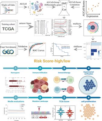 The integrated single-cell analysis developed a lactate metabolism-driven signature to improve outcomes and immunotherapy in lung adenocarcinoma